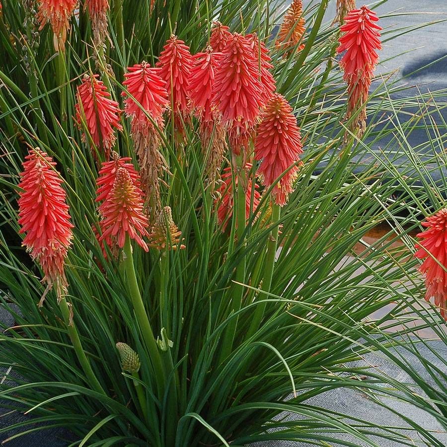 Poco™ Red Red Hot Poker