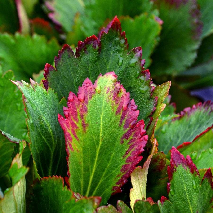 Mukgenia Nova® 'Flame'