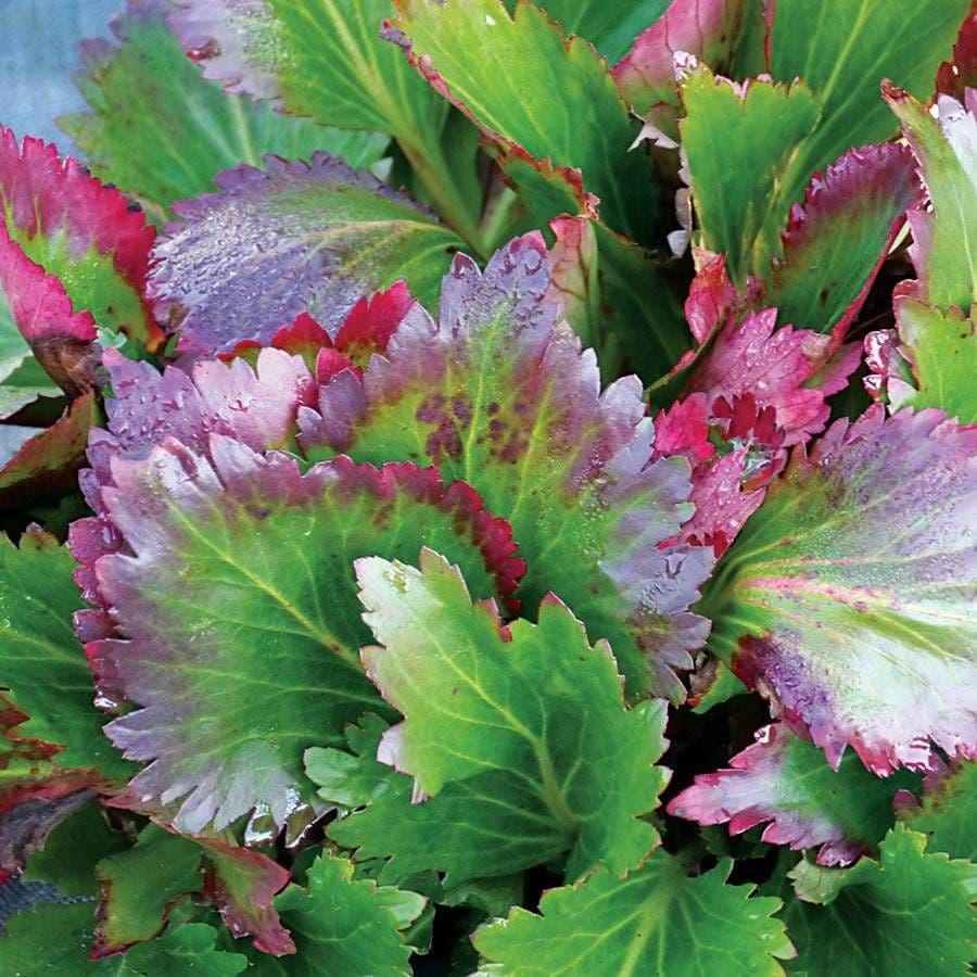 Mukgenia Nova® 'Flame'