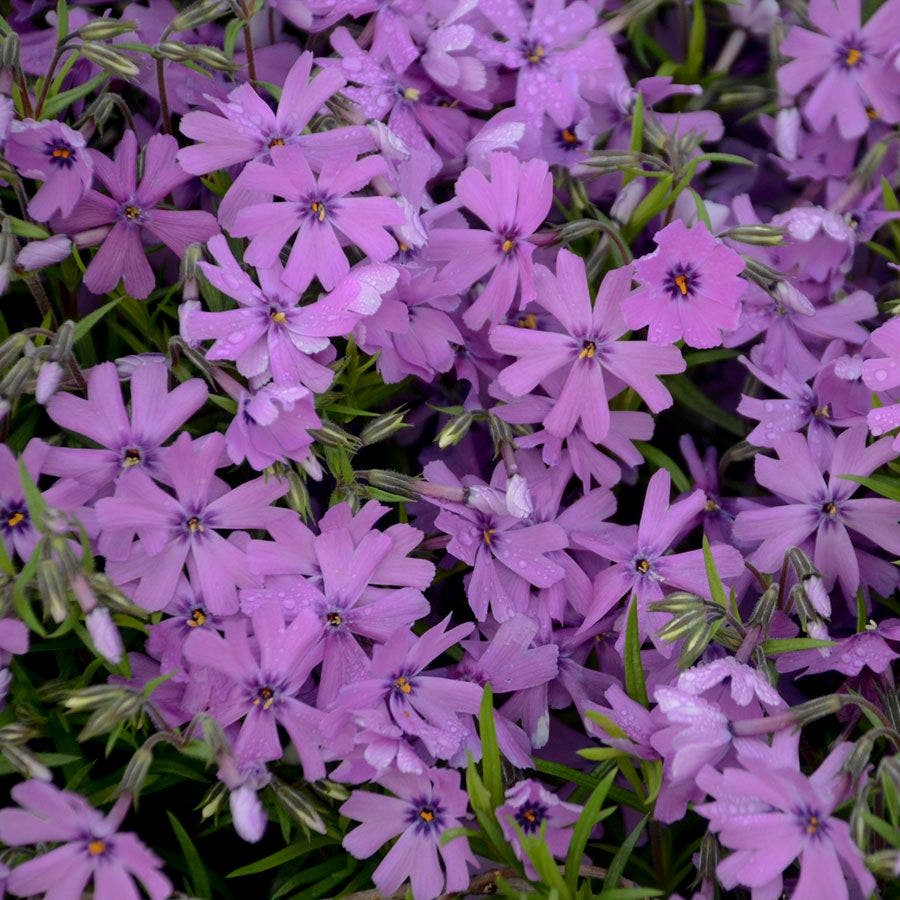 Phlox 'Purple Beauty'