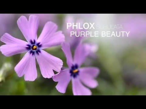 Phlox 'Purple Beauty'