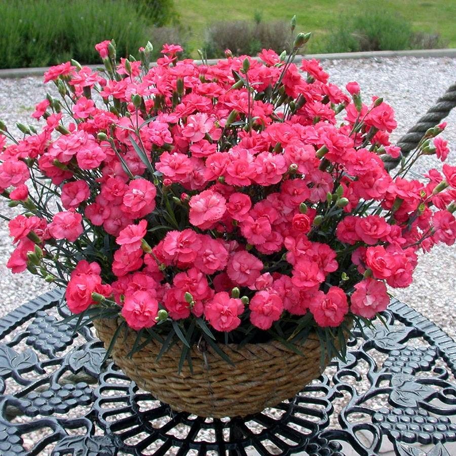 Dianthus Rosebud Mini Carnation Plant