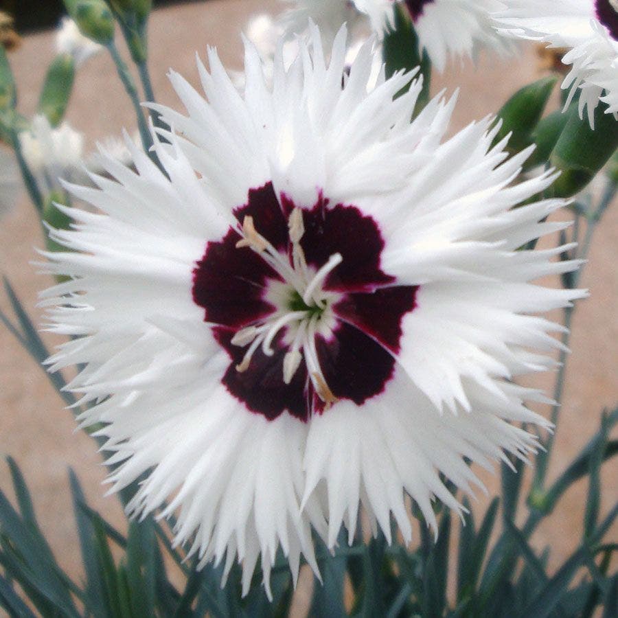 Star Single™ Stargazer - White Dianthus