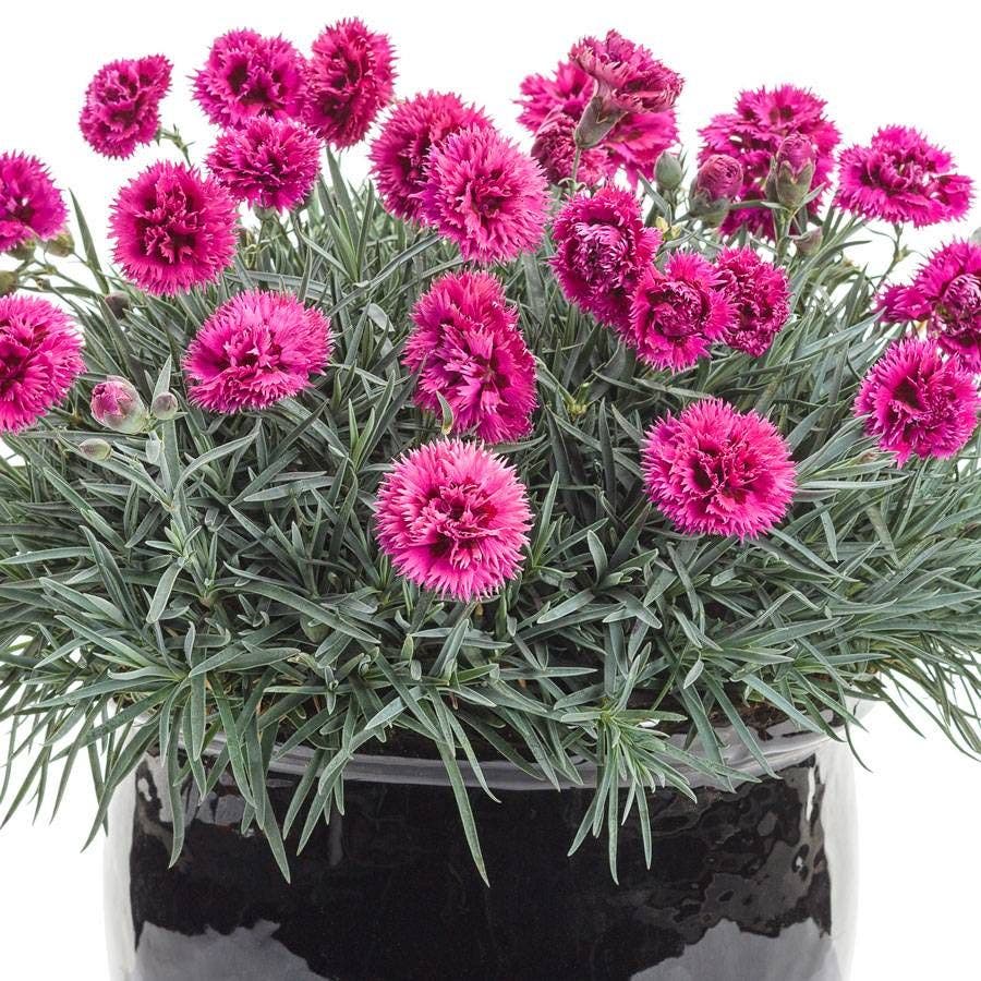 Dianthus Fruit Punch® 'Spiked Punch'