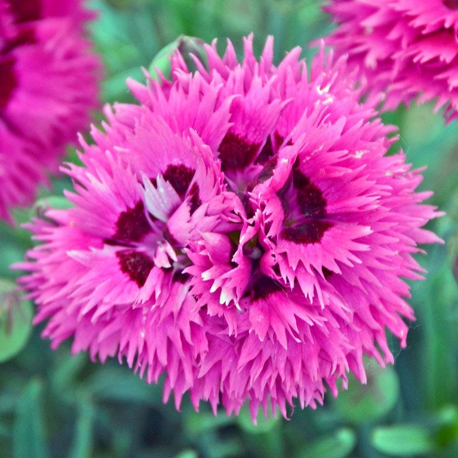 Dianthus Fruit Punch® 'Spiked Punch'