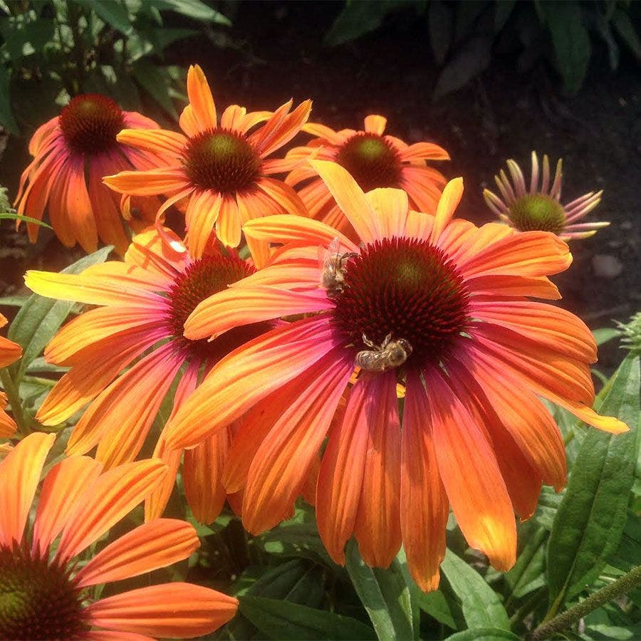 Echinacea Butterfly™ Rainbow Marcella Coneflower