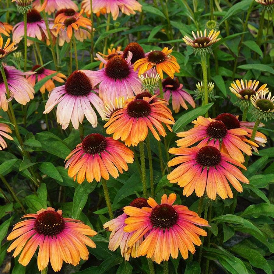Echinacea Butterfly™ Rainbow Marcella Coneflower