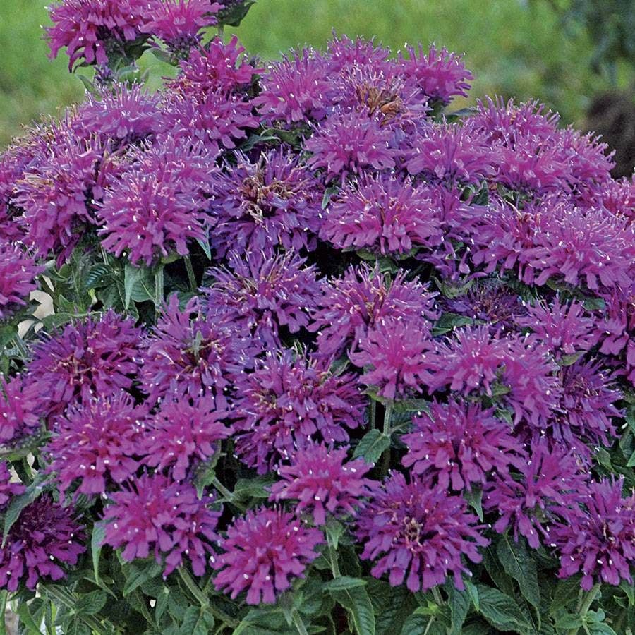 Monarda Sugar Buzz® 'Grape Gumball'