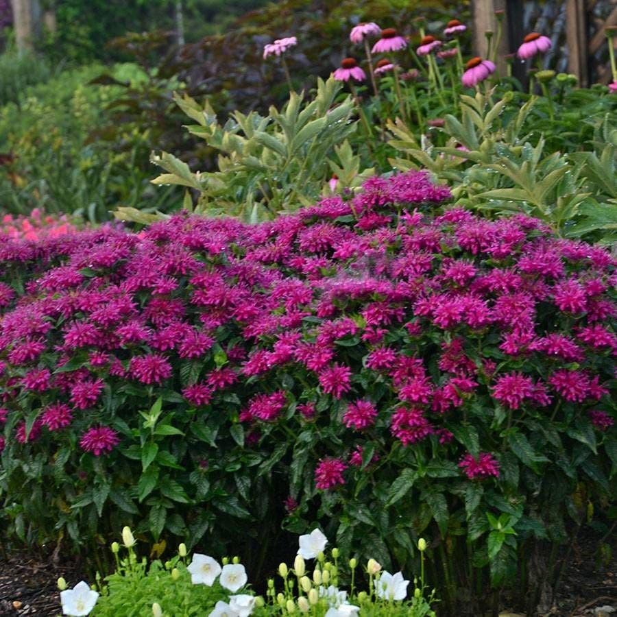Monarda Sugar Buzz® 'Grape Gumball'