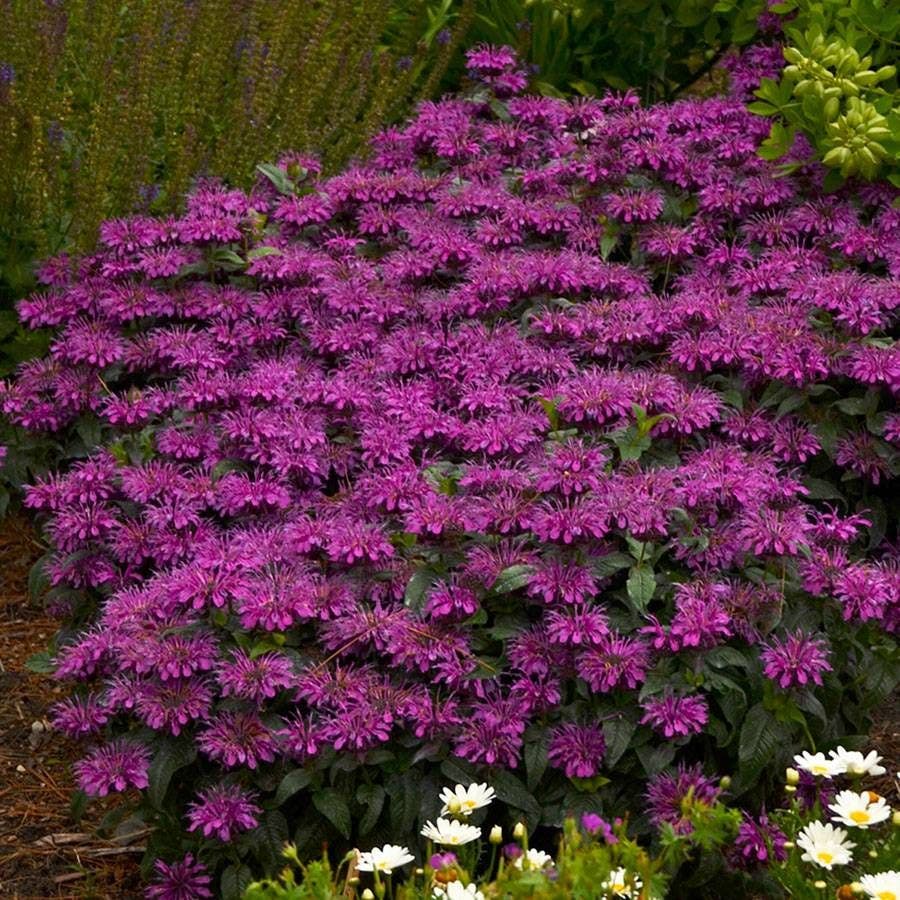 Monarda Sugar Buzz® 'Grape Gumball'