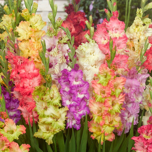 Gladiolus Parrot Mix Bulbs