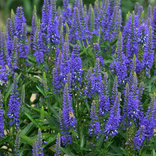 Veronica 'Royal Rembrandt'