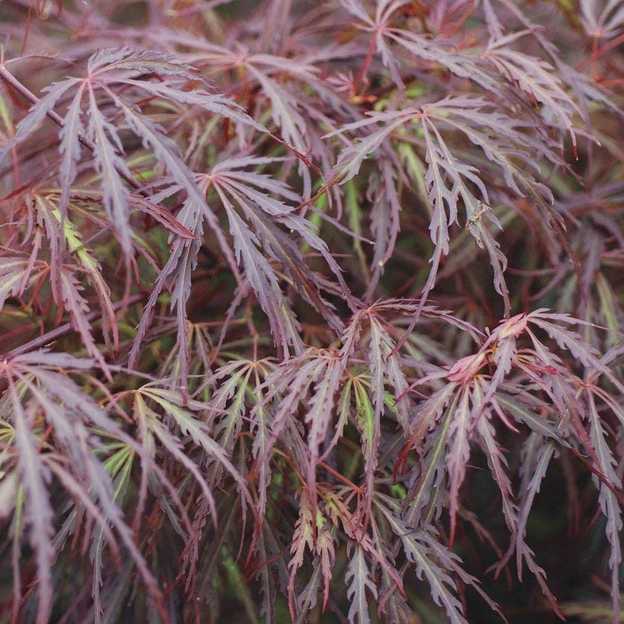 Acer 'Scarlet Princess'