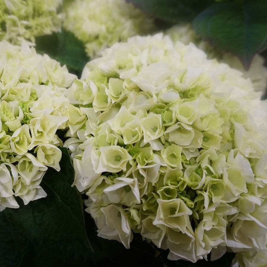 Hydrangea Everlasting® Bride Bigleaf Hydrangea Wedding