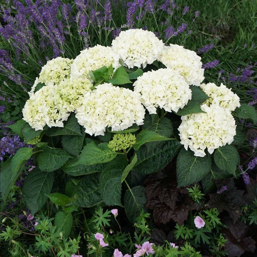 Hydrangea Everlasting® Bride Bigleaf Hydrangea Wedding