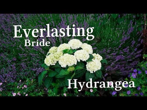 Hydrangea Everlasting® Bride Bigleaf Hydrangea Wedding