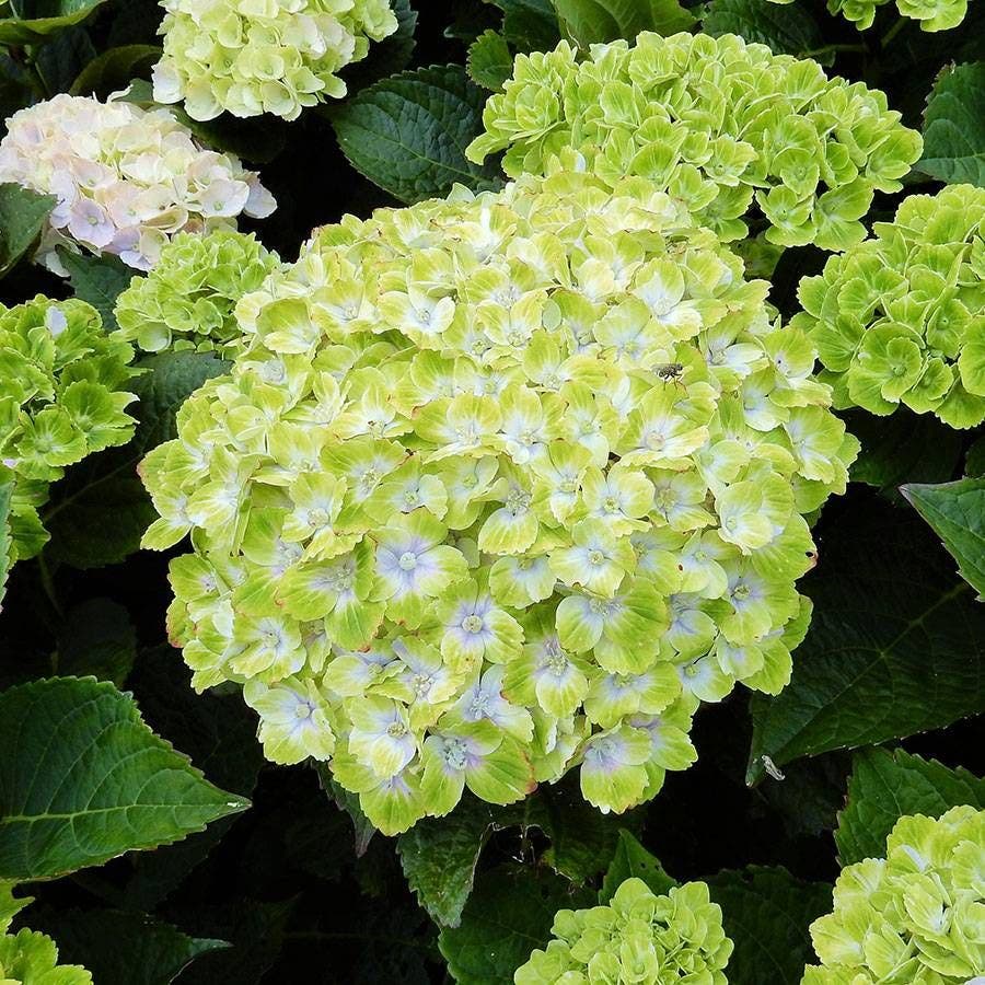 Hydrangea Everlasting Green Cloud