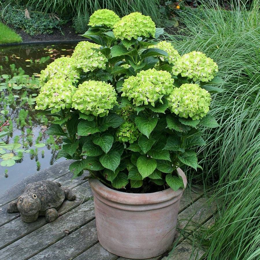 Hydrangea Everlasting Green Cloud