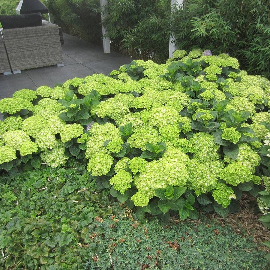 Hydrangea Everlasting Green Cloud