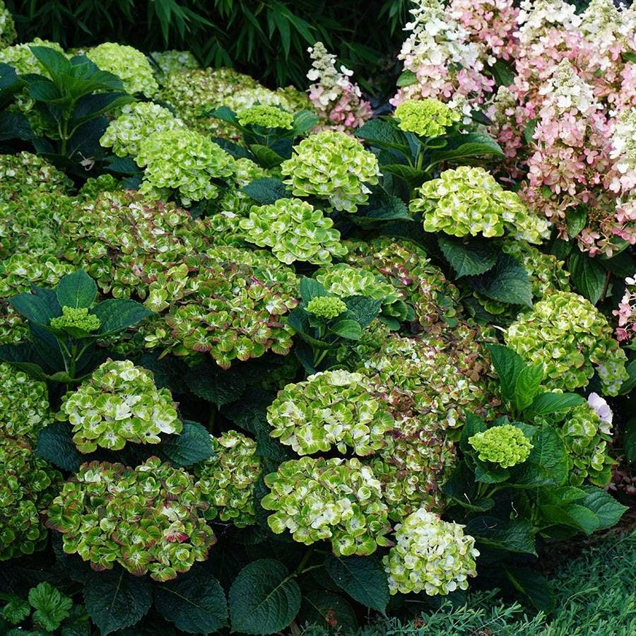 Hydrangea Everlasting Green Cloud