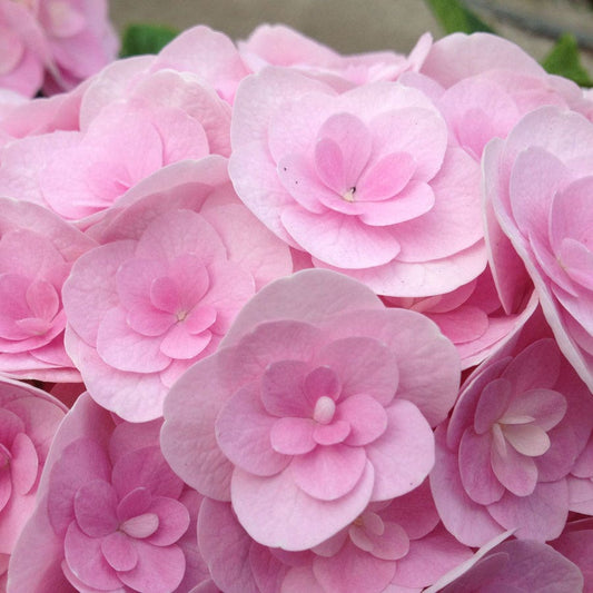 Hydrangea 'Love'