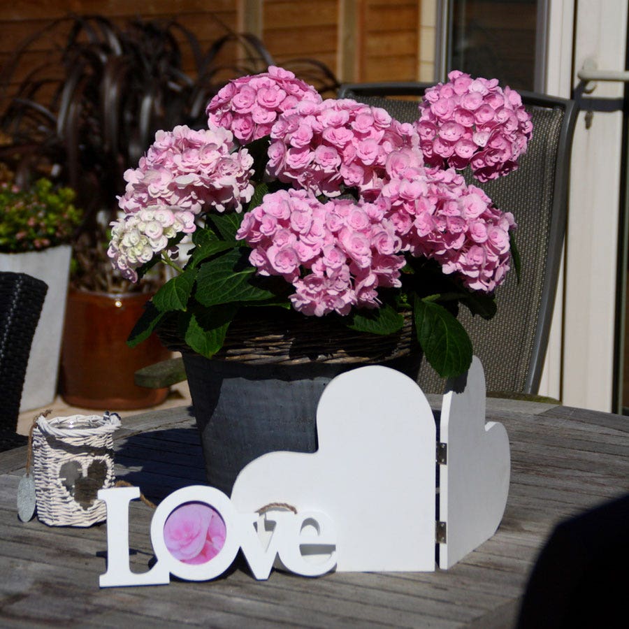 Hydrangea 'Love'