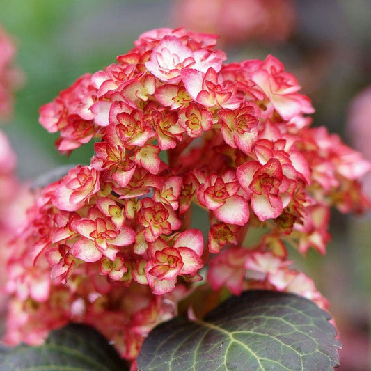 Hydrangea 'Miss Saori'