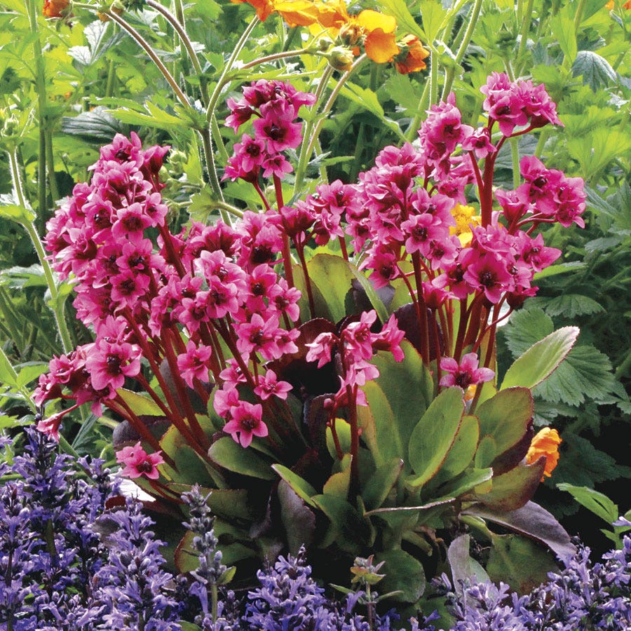 Bergenia 'Flirt'
