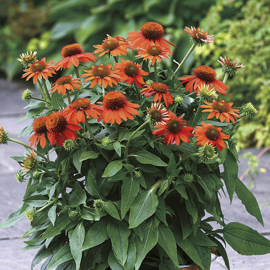 Echinacea Sombrero® Adobe Orange