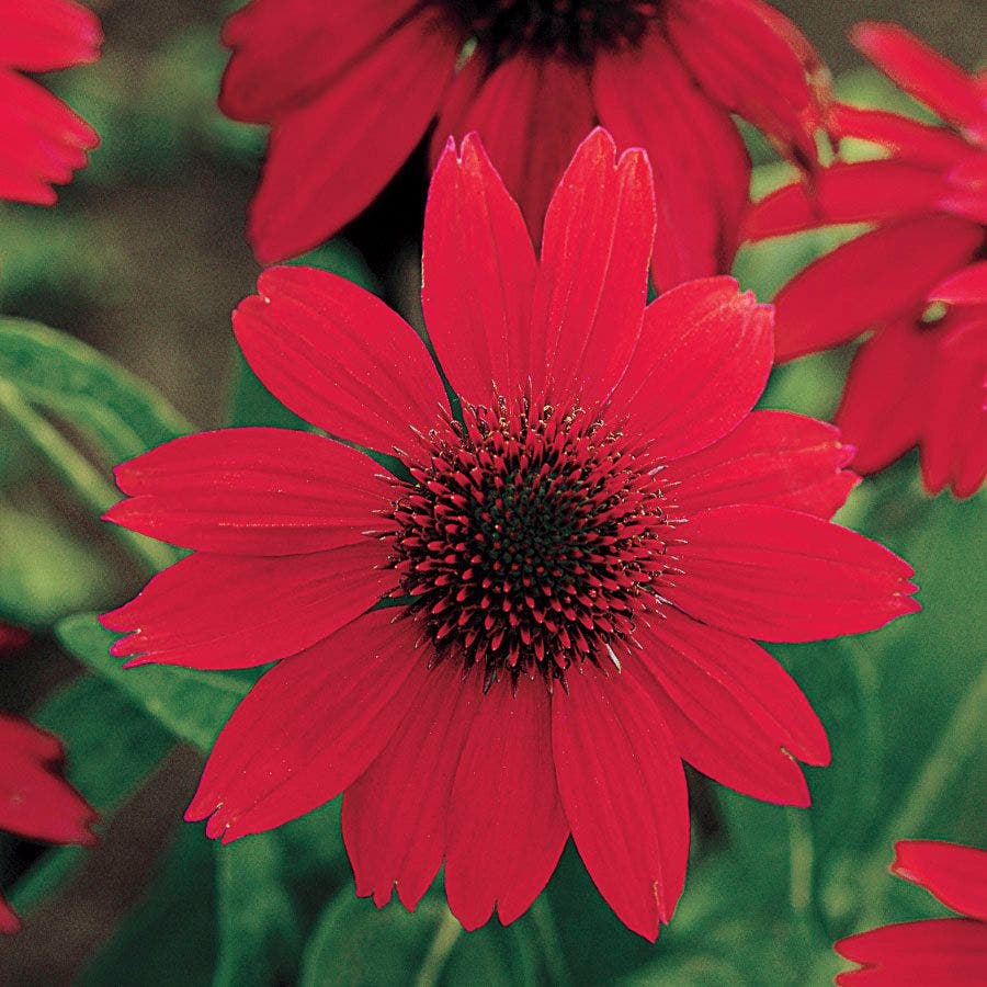 Echinacea Sombrero® Salsa Red