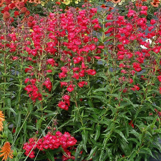 Penstemon Cha Cha™ 'Cherry'