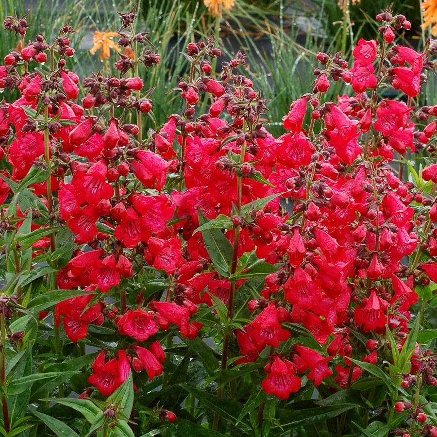 Penstemon Cha Cha™ 'Cherry'