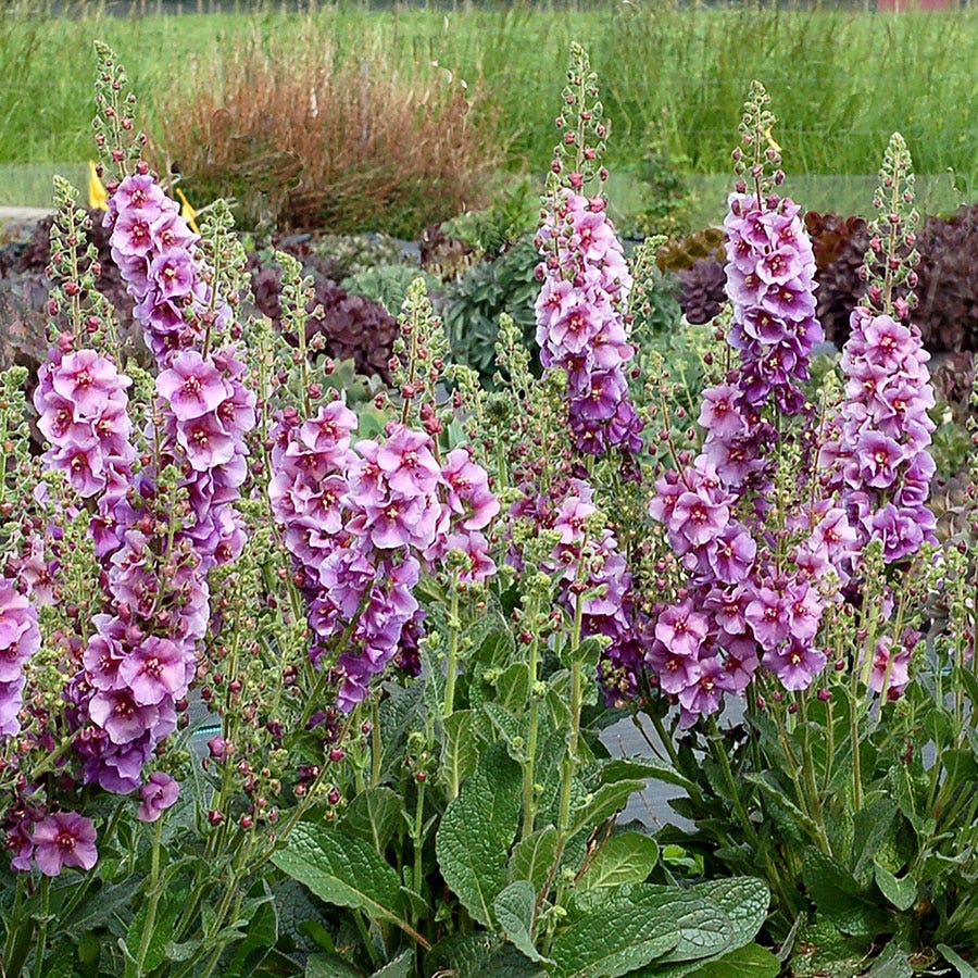 Verbascum 'Sugar Plum'