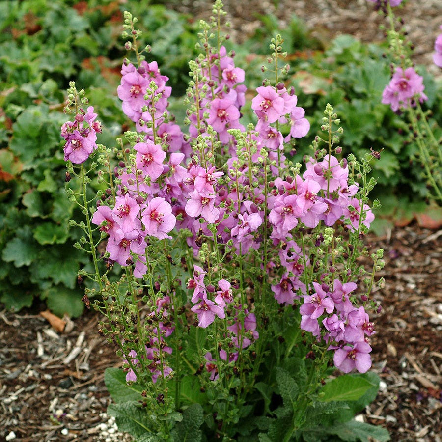 Verbascum 'Sugar Plum'