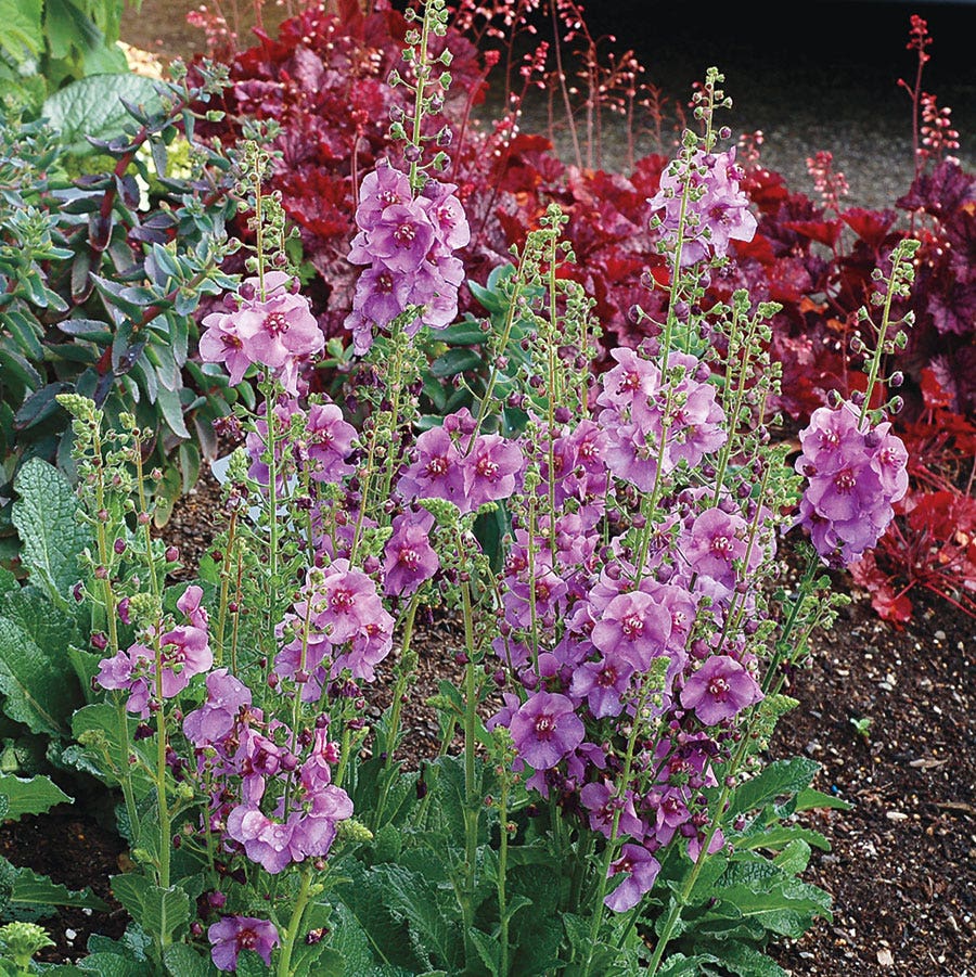 Verbascum 'Sugar Plum'