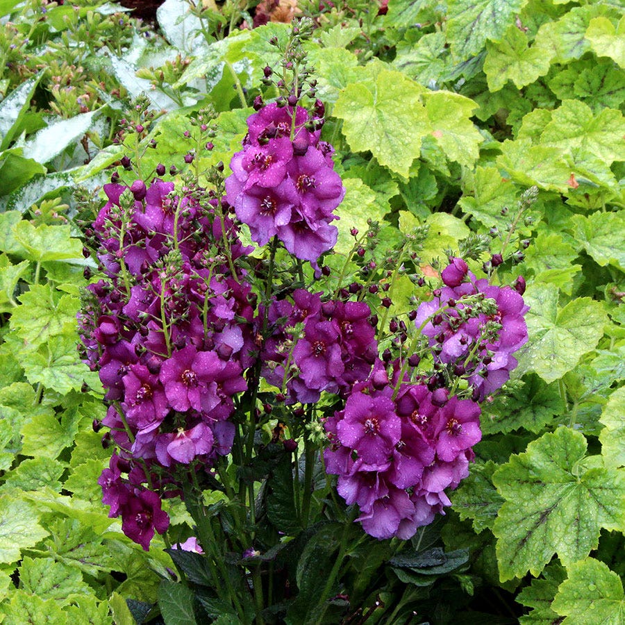 Verbascum 'Sugar Plum'