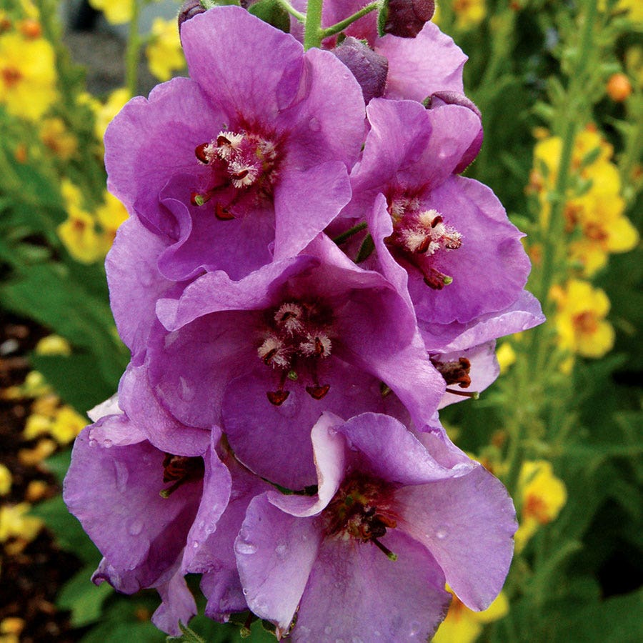 Verbascum 'Sugar Plum'