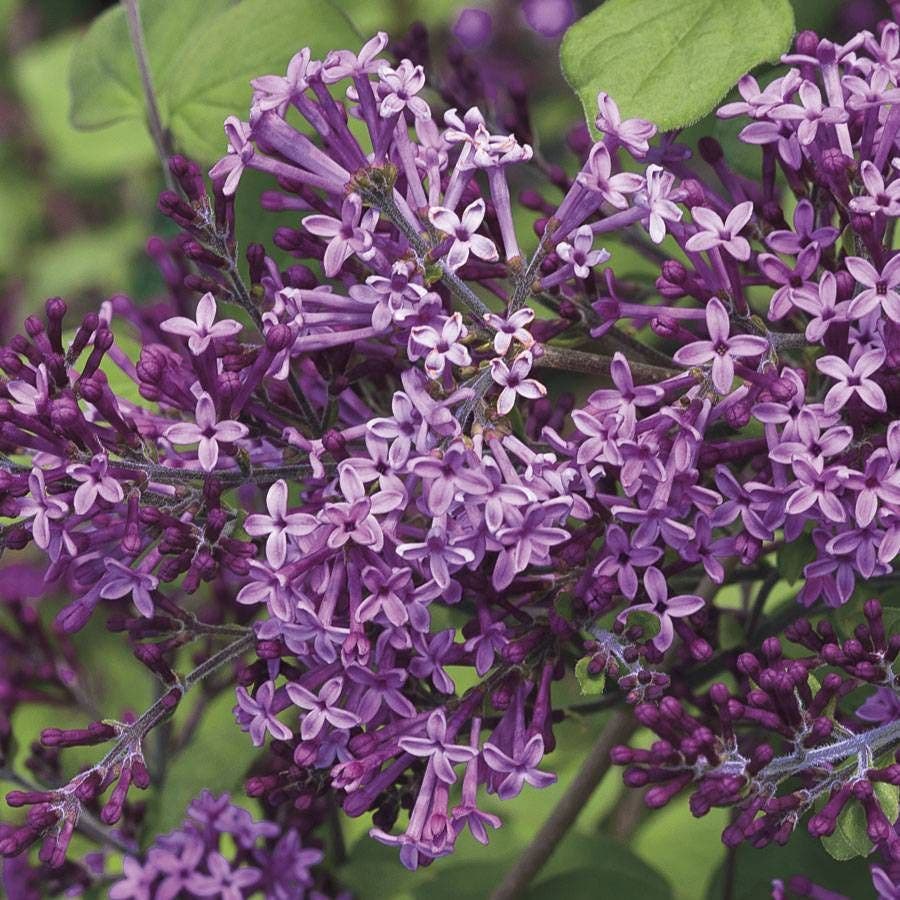 Syringa Bloomerang® Dark Purple