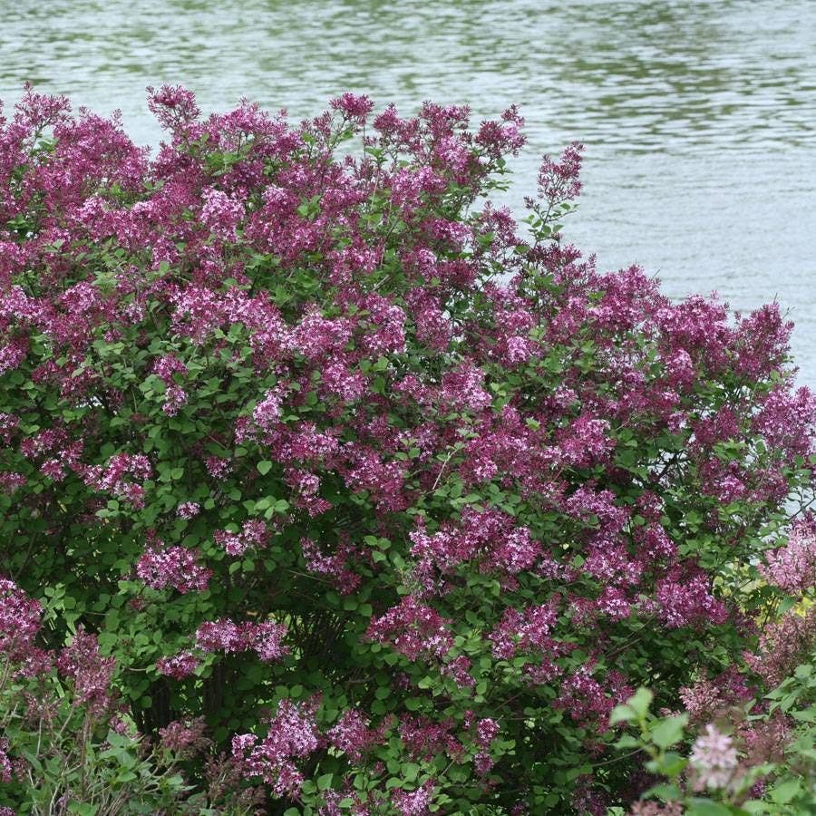 Syringa Bloomerang® Dark Purple