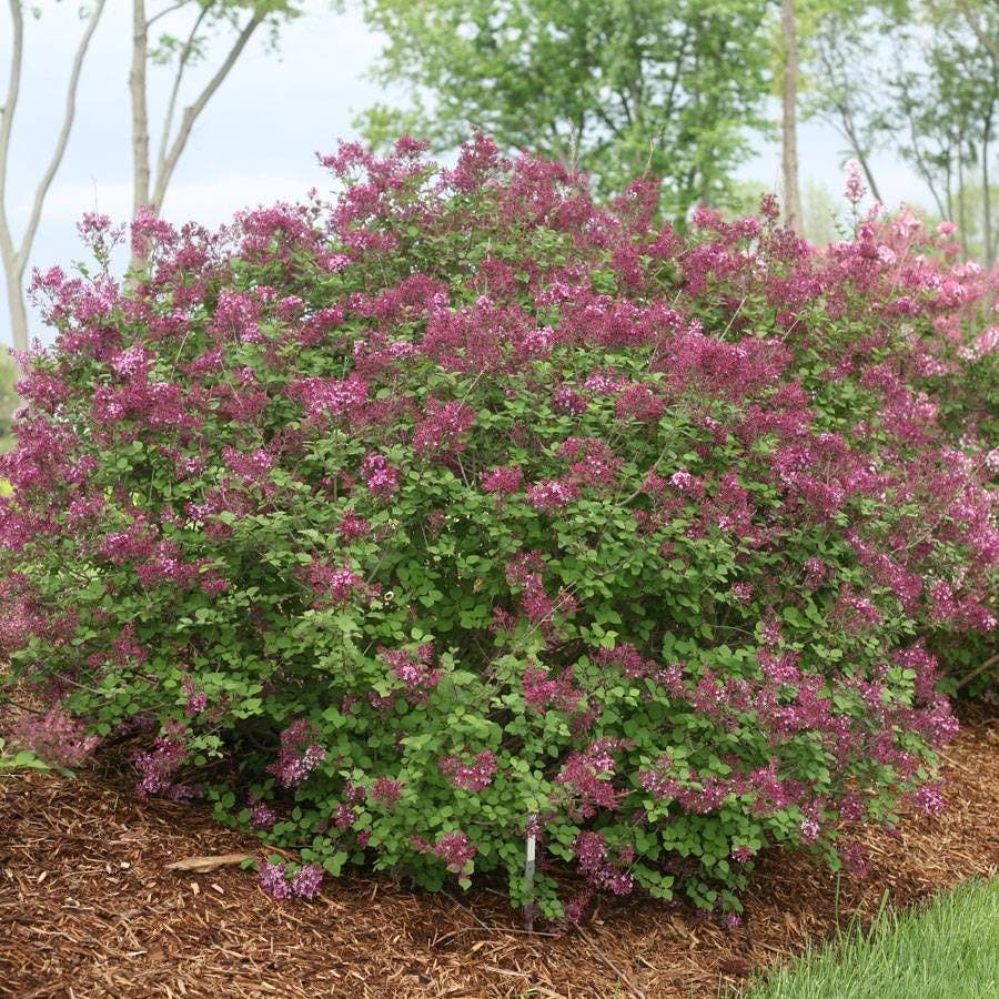 Syringa Bloomerang® Dark Purple