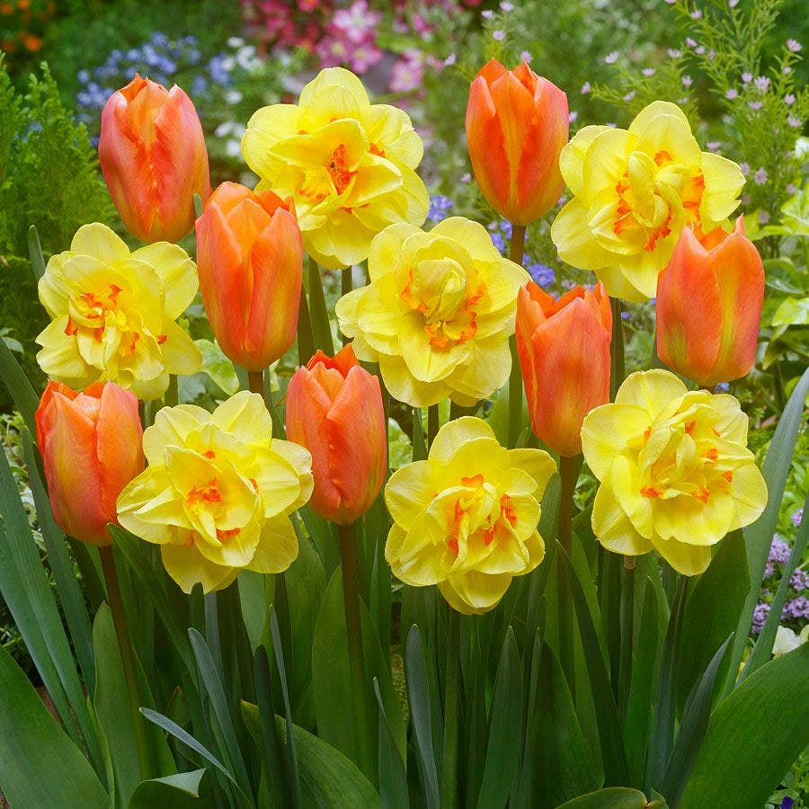 Tulipa and Narcissus 'Island King' Blend Bulbs