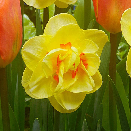 Tulipa and Narcissus 'Island King' Blend Bulbs