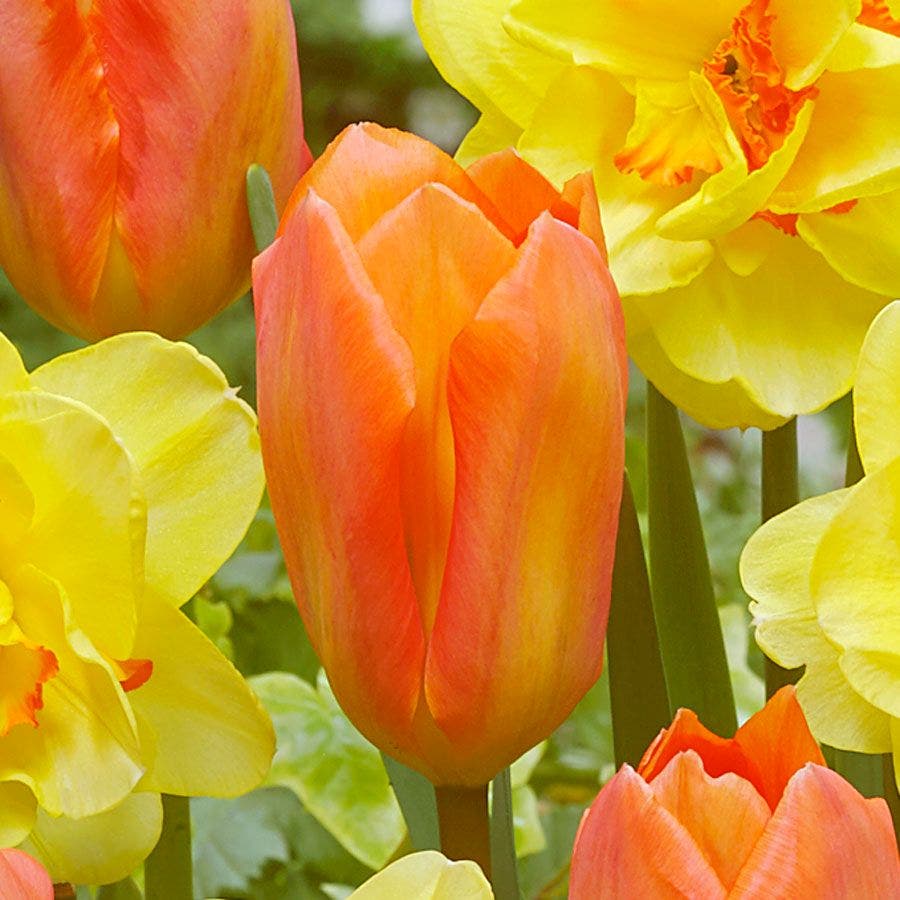 Tulipa and Narcissus 'Island King' Blend Bulbs