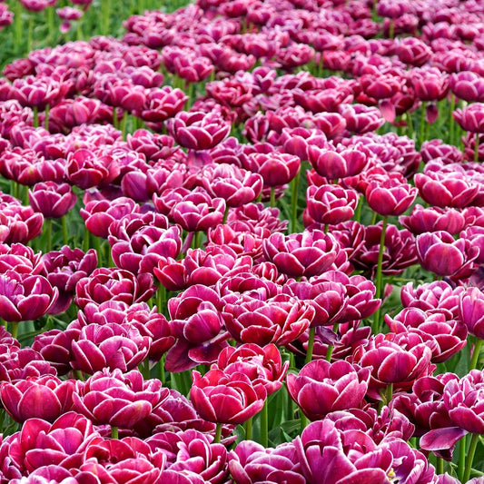 Double Dreamtouch Tulip Bulbs