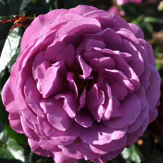 Rosa Plum Perfect ™Sunbelt®