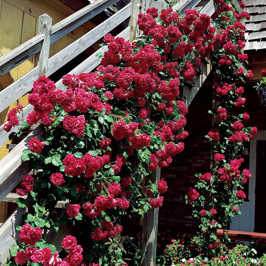 Rosa Blaze Improved