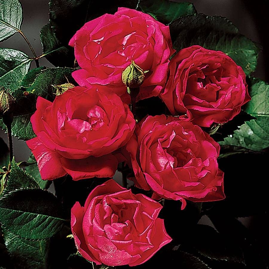 Rosa Blaze Improved