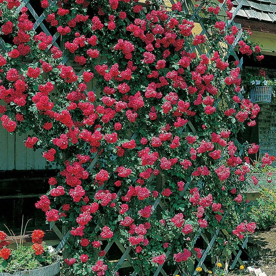 Rosa Blaze Improved