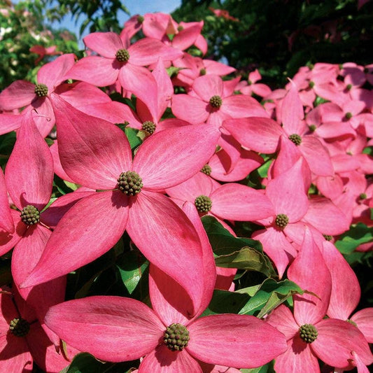 Cornus Scarlet Fire®