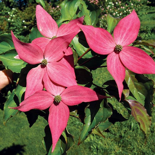 Cornus Scarlet Fire®